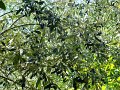 DSC03590 - Copy